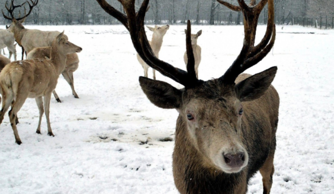 reindeer in snow